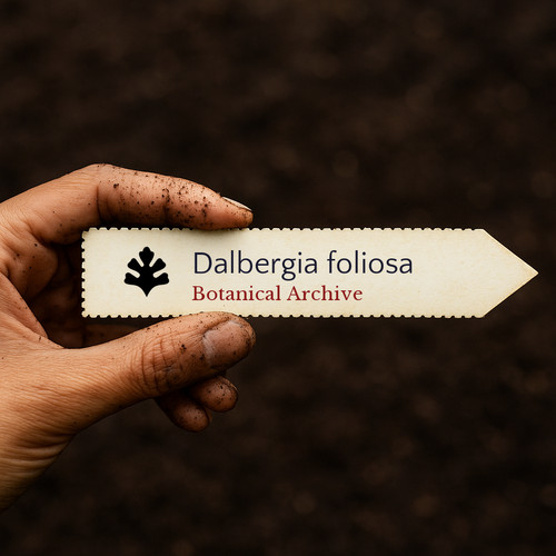 Dalbergia foliosa 1000 seeds - 1000,