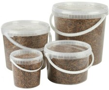 Dried Mealworms Wild Bird Food