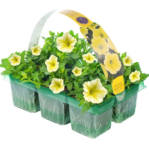 Petunia surfinia yellow - petunia,