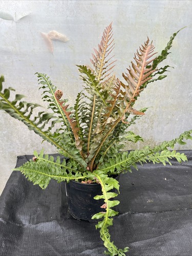 Blechnum brasiliense volvano - blechnum,