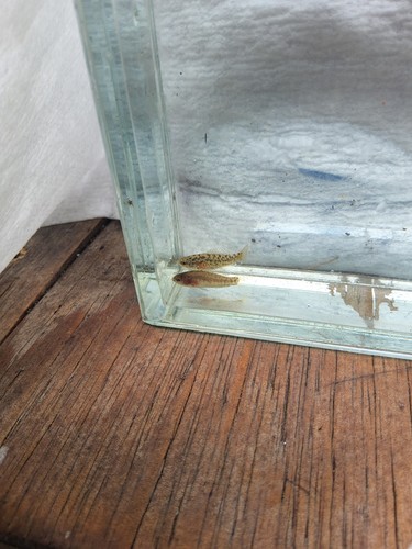 Evergladei pygmy sunfish pair - pygmy,