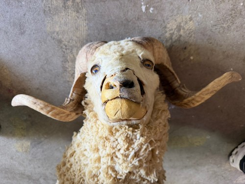 Vintage ram sheep taxidermy - sheep,