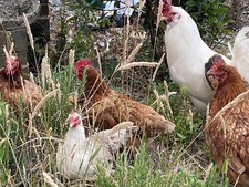 12 x FERTILE CHICKEN