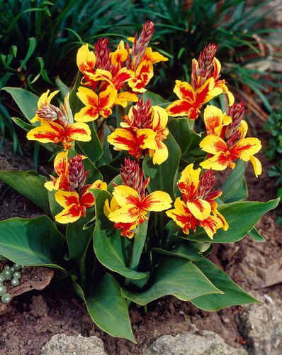 Canna queen charlotte - queen,