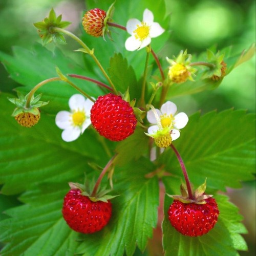 Strawberry plug plants - strawberry,