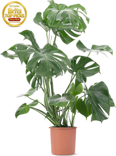 Extra large monstera deliciosa - large,