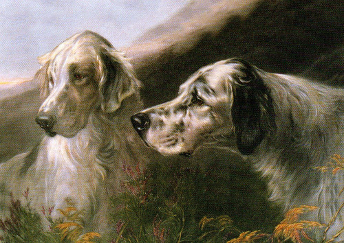 English setter dog greeting - english,