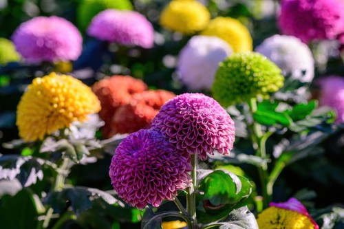 Dahlia pompon mixed tubers - dahlia,