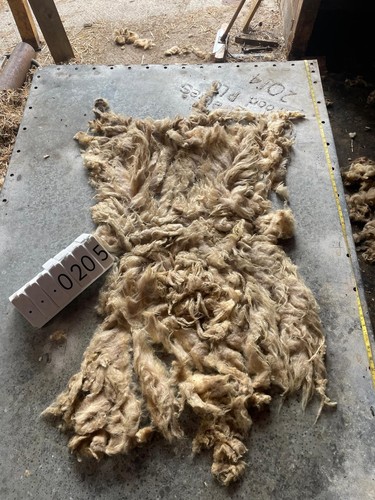 Portland raw unwashed sheep - unwashed,