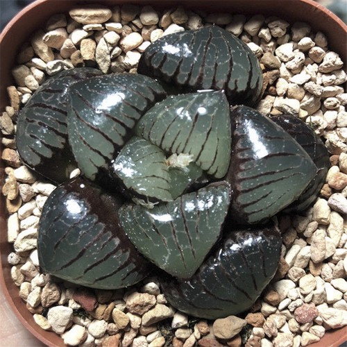 5cm succulent plant - 5cm, haworthia
