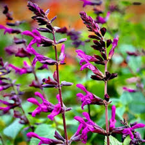 Salvia berry blast hardy - ,