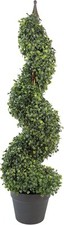 Leaf Design UK Buxus Boxwood