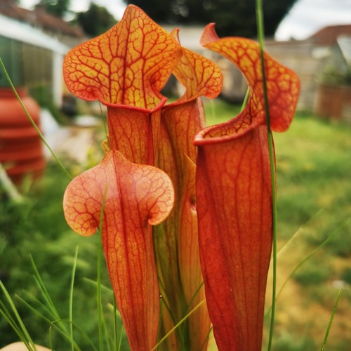 Sarracenia mitchelliana - sarracenia,