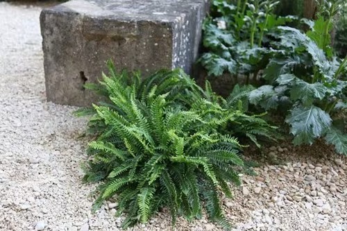 Hard deer fern blechnum - hard,