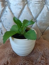 Kalanchoe pinnata  Plants