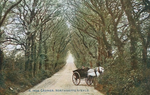 Pony trap on northrepps - trap,