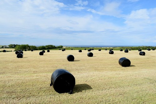 Photo 6x4 silage bales - photo,