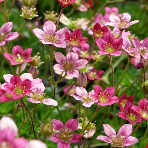 Saxifraga arendsii mossy - arendsii,
