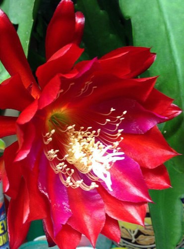Epiphyllum orchid red cactus - epiphyllum,