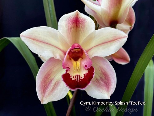 Cymbidium kimberley splash - kimberley,