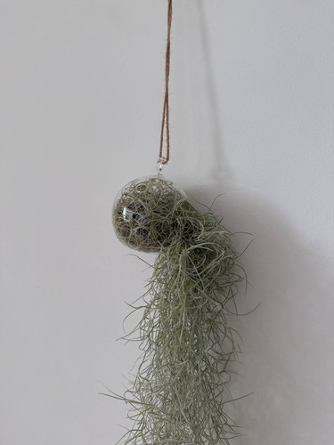 Spanish moss live air - spanish,