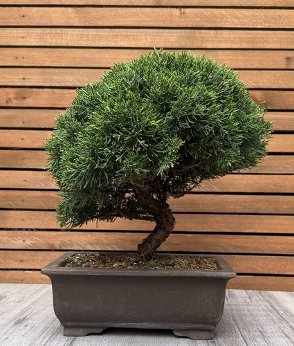 Juniper bonsai kishu for - juniper,