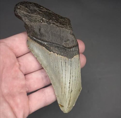 Megalodon complete shark - 1/2,