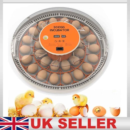 Digital egg incubator with - digital, 30-egg