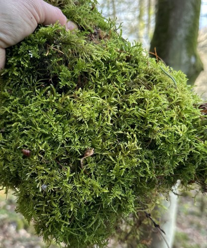 5kg sphagnum moss - 1.5kg,