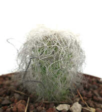 Cephalocereus senilis -