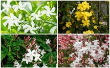 3X JASMINE CLIMBING PLANTS PINK/YELLOW FLOWERS 9CM POTS, JASMINUM CLIMBERS