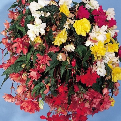 Trailing begonia ilumination - 6,