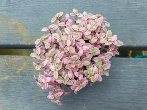 Pink lady succulent plant - 5,