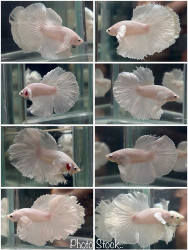 Male betta live fish - -, x1