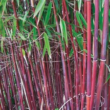 Red Umbrella Bamboo Plant 2x