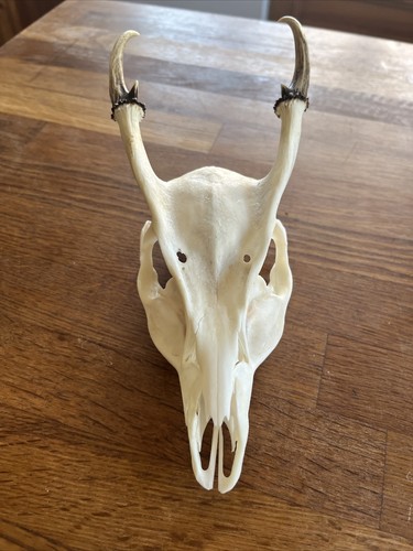 Muntjac skull taxidermy deer - skull,