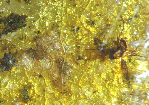 Pliocene amber kenya - pliocene, africa