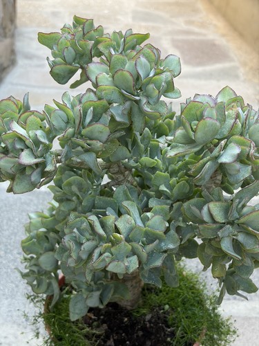 Large mature bonsai - large, tree