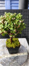 Jade Leaf Succulent Plant 5-7 Years