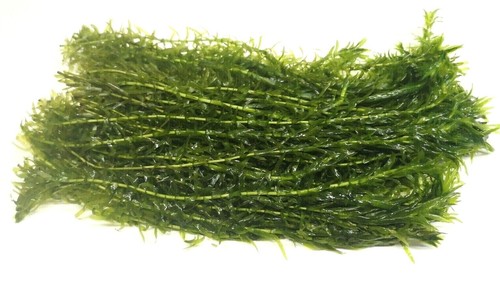 Elodea densa stems oxygenating - elodea,