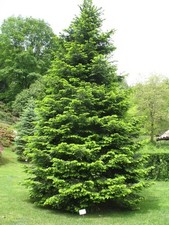 Abies grandis great silver - great,