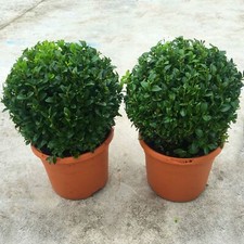 PAIR OF REAL 20CM EVERGREEN