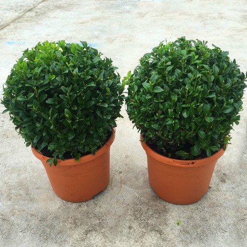 Pair real 20cm evergreen - real,