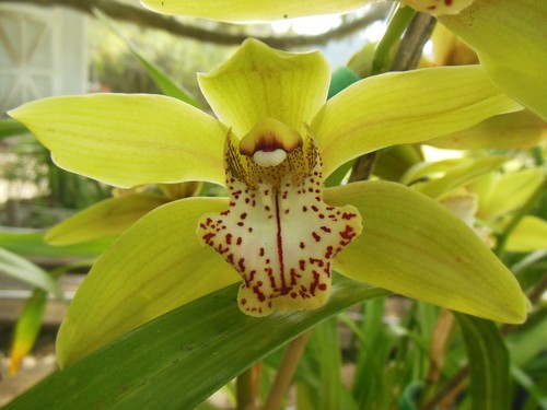 Cool climate outdoor - outdoor, cymbidium