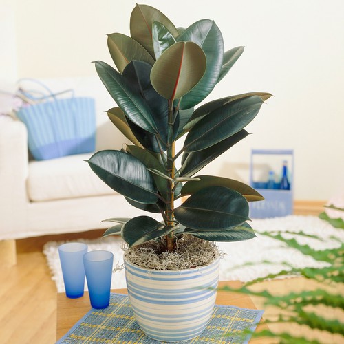 Ficus abidjan indoor potted - ficus,