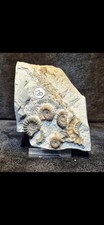 Calcite Jurassic Ammonite