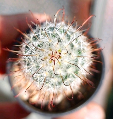 Mammillaria bombycina - mammillaria,
