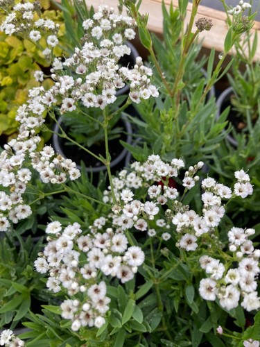 Gypsophila paniculata
