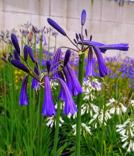 Agapanthus inapertus northern - agapanthus,