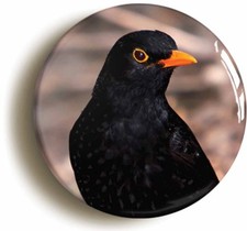 BLACKBIRD BIRD WATCHING BADGE